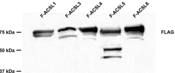 Fig. 1.  FLAG column purified F-ACSL isoforms overexpressed in  E. coli were resolved by PAGE and immunoblotted with anti-FLAG  antibody.