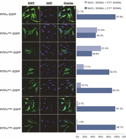 Fig. 8.  Nuclear localization patterns of PITP-EGFP  and lipid binding mutants transiently overexpressed  in HeLa cells