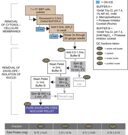 Fig. 1.  Nuclear purification scheme. A schematic  flow diagram for rapid purification of  envelope-stripped iMEF nuclei is illustrated