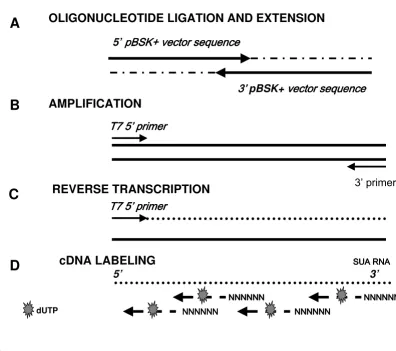 Table 2. This mirrored the various transcript abundances