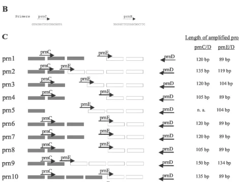 FIG. 1. (A) Polymorphism in the gene region 1. The 11 known sequences are aligned. Dots represent identical bases; dashes represent.nlm.nih.gov/entrez])