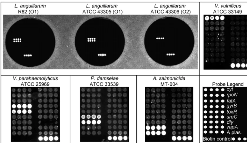 TABLE 3. Results of multiplex PCR and microarray hybridization