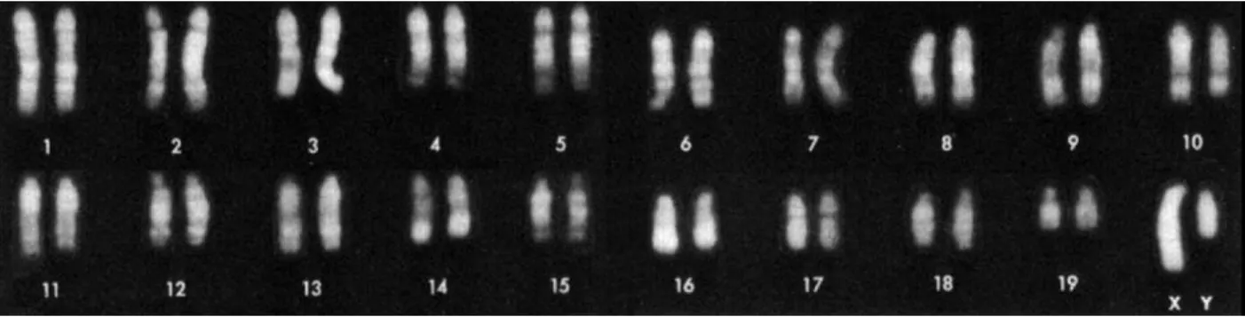 Figure 1.1: Mouse Karyotype (Committe on Standardized Genetic Nomeclature for Mice, 1972)
