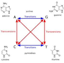 Figure 1.5: Transition and Transversion. Transition represents the conversion between A and G (purine to purine) or C and T (pyrimidine to pyrimidine), while transversion represents the other combinations.