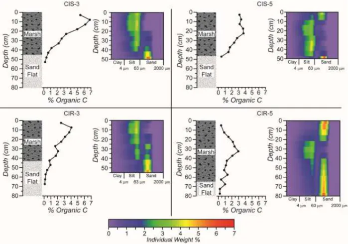Figure 2.4: Lithologic logs, percent organic carbon, and sediment grain size profiles of the  cores used to parameterize model at Carrot Island, NC 