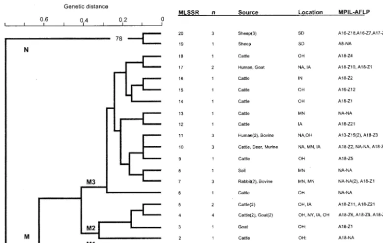 FIG. 3. Dendrogram depicting genetic relationships among 33 M. paratuberculosisMLSSR analysis