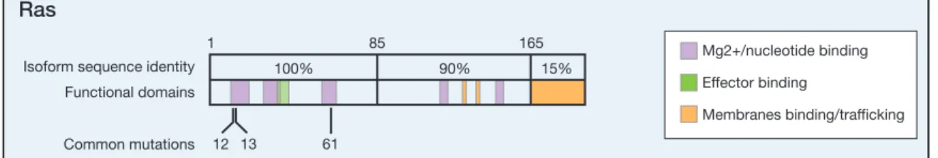 Figure  1.2  Oncogenic  mutations  of  RAS:  The  key  oncogenic  mutations  are  in  the  region that is identical among the 3 isoforms