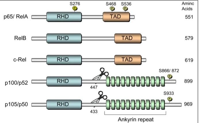 Figure 1.4.  Domain organization of NF-κB family members.  The evolutionarily  conserved NF-κB family members indicated above exists as homo- or heterodimers