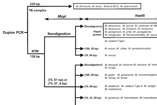 FIG. 3. Algorithm for species identiﬁcation by DPCR-RFLP (136-bp amplicons) with MspI and HaeIII.