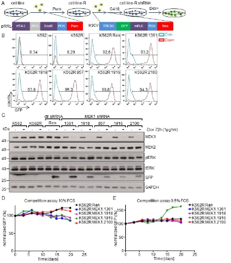 Figure 1: MEK1 knock-down does not confer a selective advantage to human K562 leukemia cell line