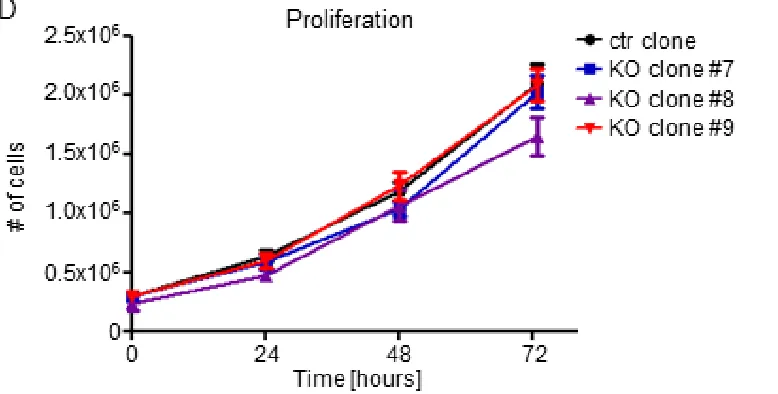 Figure 3: MEK1 knock-out has no impact on the proliferation of the human HL-60 leukemia cell line carrying MYC amplification and expressing NRASQ61L oncogenes