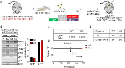 Figure 6: MEK1 ablation prolongs the survival of mice in a NRASG12D-driven leukemia model