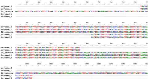 Figure 2ase-encoding genePCR amplification and RT-PCR of the sterol delta-7 reduct-PCR amplification and RT-PCR of the sterol delta-7 reductase-encoding gene