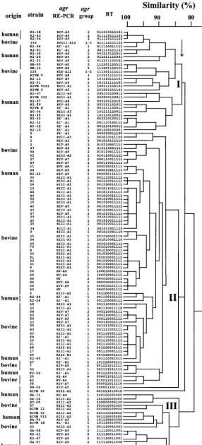 FIG. 3. Dendrogram showing the clustering of 50 unrelated human S. aureusof hybridization scores after BT with 12 DNA probes