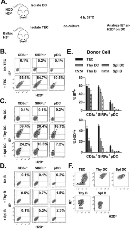 Figure 1. Thymic DC acquire MHC class I and II from TEC and DC but not B cells