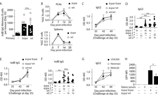 Figure 2. Memory B cells are formed and activated in response to S. aureus