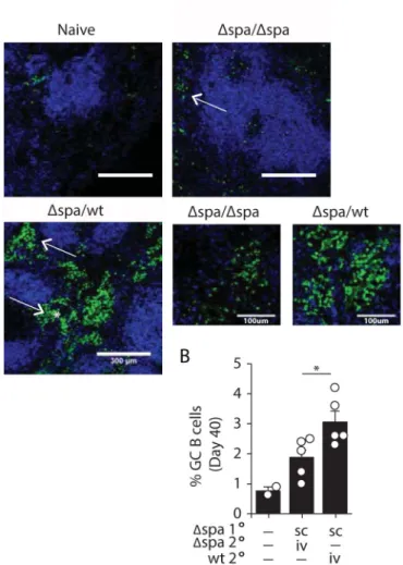 Figure 4. SpA drives an expanded extrafollicular response