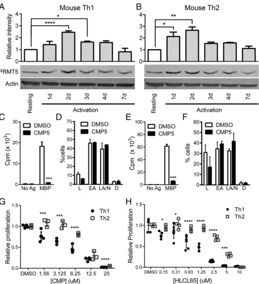 FIGURE 1. Proliferating murine Th1 and Th2 T cells express increased PRMT5 protein levels