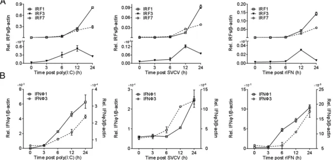 FIGURE 1. RT-PCR analysis of zebrafish IRF1, IRF3, and IRF7 together with zebrafish IFN F1 and IFNF3 in ZFLs