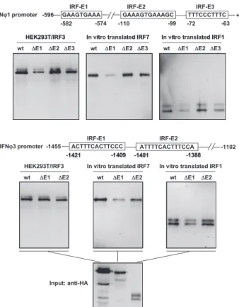 FIGURE 6. Physical binding of DrIRF1 and DrIRF3 to DrIFN F1 and DrIFN F3 promoters without phosphorylation