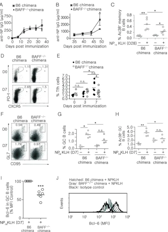 Figure 1. BAFF −/−  chimeras have defective memory and GC B cells, diminished Bcl-6 levels and  decreased frequency of Tfh cells