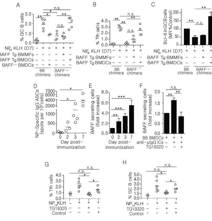 Figure 2. Secretion of BAFF by DCs restores Bcl-6 levels and the frequency of GC B and Tfh  cells