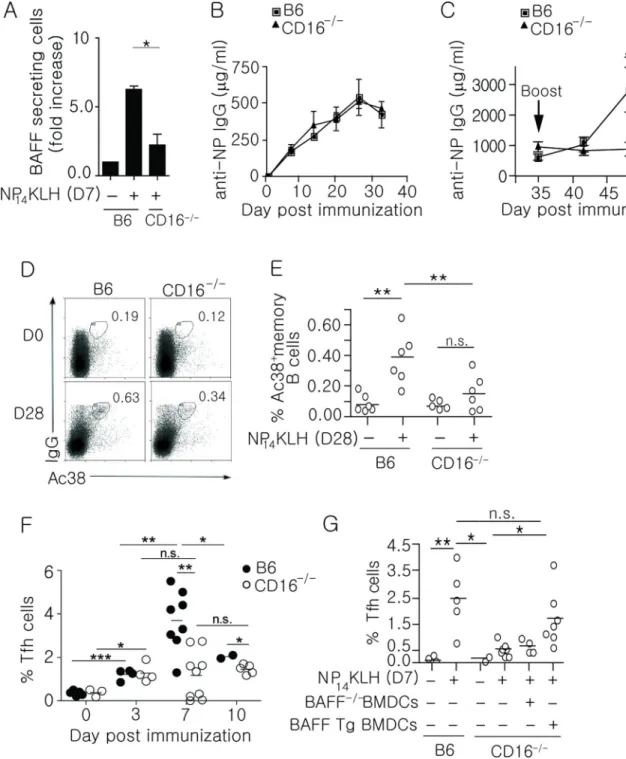 Figure 4. CD16 −/−  mice have defective BAFF secretion, secondary antibody responses, frequency  of memory B cell and Tfh cells