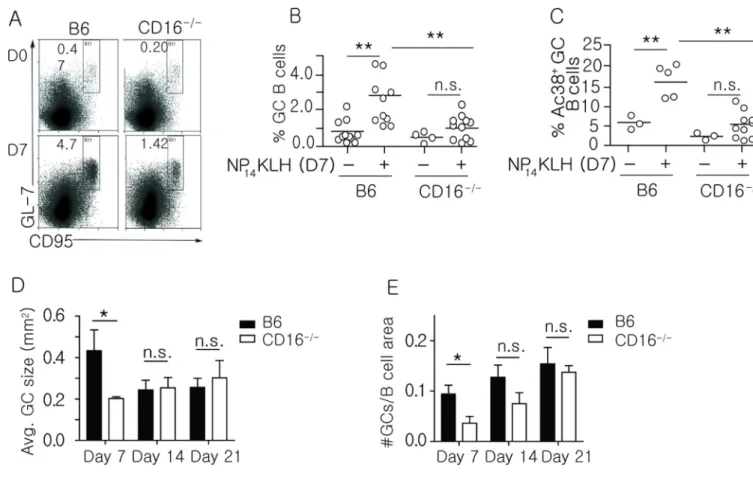 Figure 5. CD16 −/−  mice have diminished germinal center responses