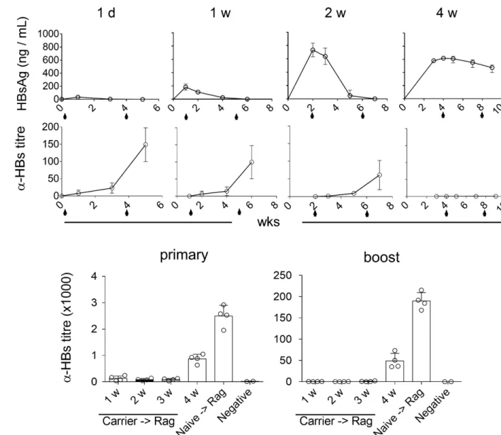 Fig. 3. The duration of HBs existence contributes to inducing and breaking tolerance to HBs At one day (1d), one week (1w), two weeks (2w) and four weeks (4w) post AAV/HBV (2.0 