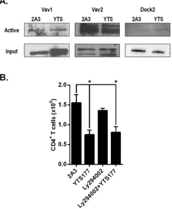 Figure 5. Rac activation in PLN T cells by YTS177 is independent of known T cell GEF (A) Representative immunoblots of active GEF by GEF activation pulldown of T cells  isolated 3 h post treatment from the PLN of NOD mice 3h following YTS177 or 2A3  treatm