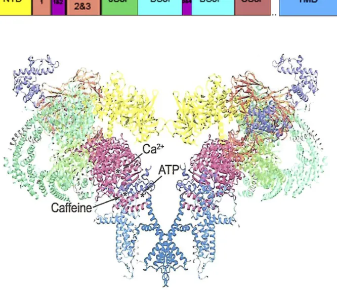 Figure 1.  Open RyR1 channel structure. The structure (PDB code 5TAL) reveals the major domains and the location of Ca 2+ -, ATP-,  and caffeine-binding sites.