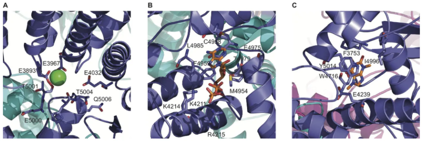 Figure 4.  Structure of regulatory sites in RyR1. Ca 2+  (A)-, ATP (B)-, and caffeine (C)-binding sites of open RyR1 (PDB code 5TAL).