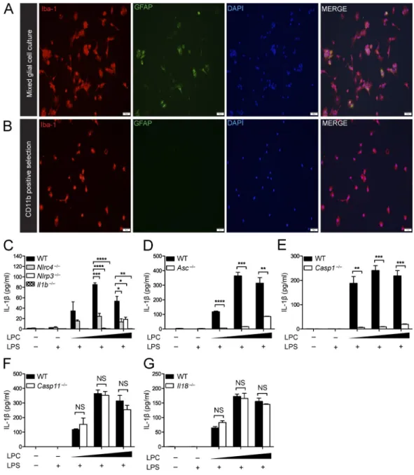 Figure 6.  the inflammasome mediates LPc-induced IL-1β secretion in microglia. (A and B) ICC of Iba-1 and GFAP staining of mixed glial cell cultures  (A) and CD11b-positive selected cells (B) isolated from postnatal day-3–5 WT mouse pups indicates the degr