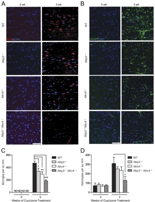 Figure 7.  nLrP3 and nLrc4 promote neu- neu-roinflammation. (A) Representative images of  mouse brain sections stained for the  microg-lial marker, RCA