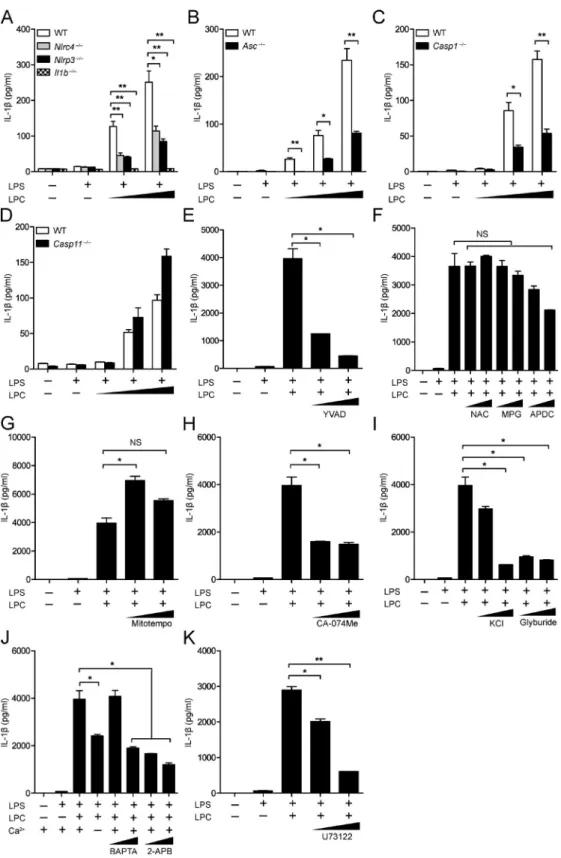 Figure 1.  the inflammasome mediates LPc-induced IL-1β secretion in mouse BMdMs. (A–D) WT, Nlrc4 −/− , Nlrp3 −/− , Il1b −/−  (A), Asc −/−  (B), Casp1 −/−  (C),  and Casp11 −/−  (D) BMDMs were LPS primed (100 ng/ml) overnight before LPC stimulation at conce