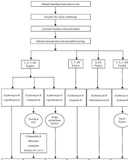 FIG. 1. Phenotypic characterization of Nocardia species using lysozyme resistance, aerial hypha production, substrate decomposition, suscep-tibility patterns, and other classical biochemical tests