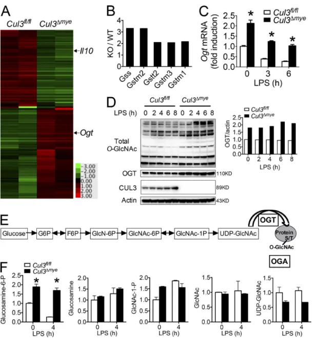 Figure 3.  cuL3 negatively regulates oGt expression and protein o-GlcnAcylation. (A and B) Gene profiling assay was performed with RNA samples  extracted from Cul3 fl/fl  and Cul3 Δmye  BMMs stimulated with LPS for 4 h