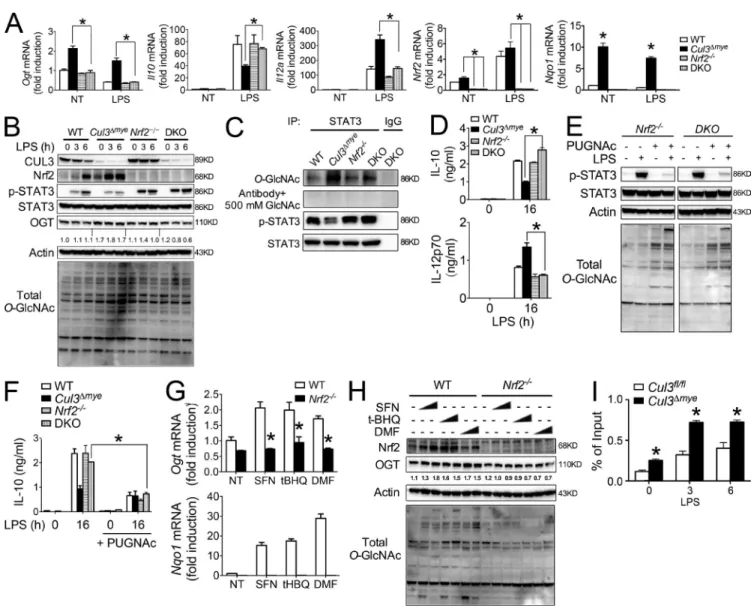 Figure 5.  nrf2 promotes oGt expression in cul3 Δmye  macrophages. (A–D) Cul3 Δmye Nrf2 −/−  DKO mice were generated