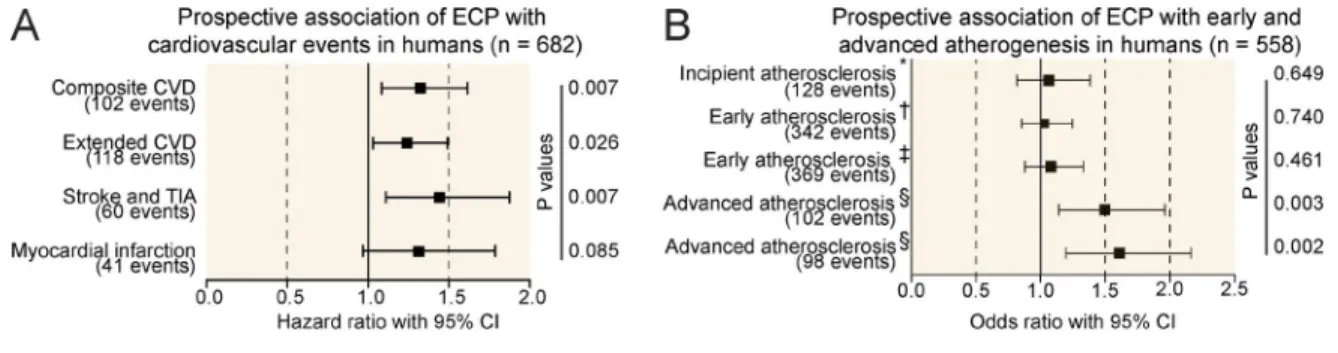 Figure 1.  elevation of ecP serves as a marker for cVd in humans. (A and B) Forest plots of the prospective association of baseline ECP with events of  CVD (A) and early and advanced atherosclerosis (B) in the Bruneck Study (follow-up 2000 to 2010)