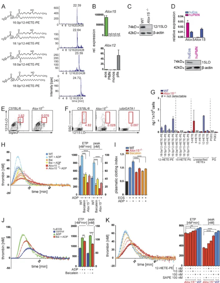 Figure 5.  12/15-lo–mediated oxidation of membrane phospholipids initiates eosinophil-mediated thrombin formation