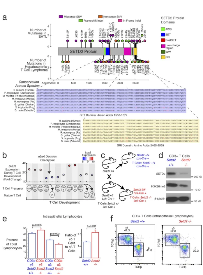 Figure 3.  SEtd2 as a driver of increased γδ t cell proliferation. (a) Stem plot showing distribution of mutations in SETD2