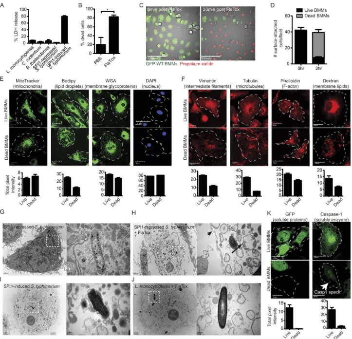Figure 1.  The pyroptotic cell corpse consists of insoluble cellular contents. (A) WT BMMs were infected at an MOI of 20–25 for 2.5 h with L
