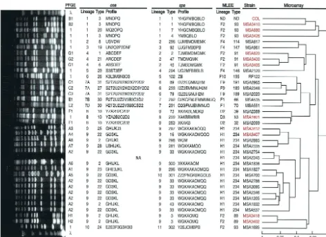 FIG. 1. Molecular characterization of strains. From right to left: (i) a dendrogram showing the estimated relationships of the 36 strains basedon a whole-genome DNA microarray with a scale indicating the Pearson correlation coefﬁcient for each node (0, totally unrelated; 1, identical);
