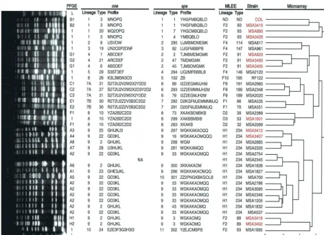 FIG. 1. Molecular characterization of strains. From right to left: (i) a dendrogram showing the estimated relationships of the 36 strains basedon a whole-genome DNA microarray with a scale indicating the Pearson correlation coefﬁcient for each node (0, totally unrelated; 1, identical);