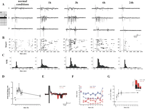 Figure 1Potentiation of the evoked response induced by GabTtrial for three representative electrodes located at 0.5, 1 and 2 mm distance (see with the lowest intensity (200–450 mV) evoking a response