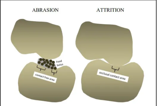 Figure 3: Schematic Description of Abrasion and Attrition 