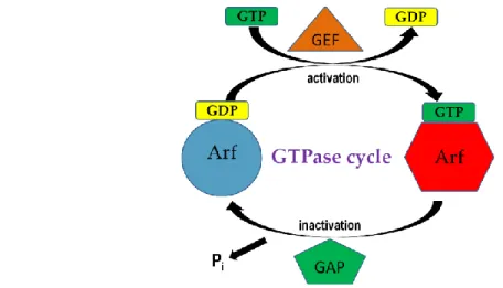Figure  1.1.  General  regulation  of  ARF  activation  and  inactivation.  A  GDP-bound,  inactive  form  of  ARF  is  converted  to  a  GTP-bound,  active  form  through  GDP-GTP 
