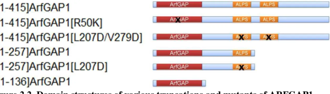 Figure 2.2. Domain structures of various truncations and mutants of ARFGAP1. 