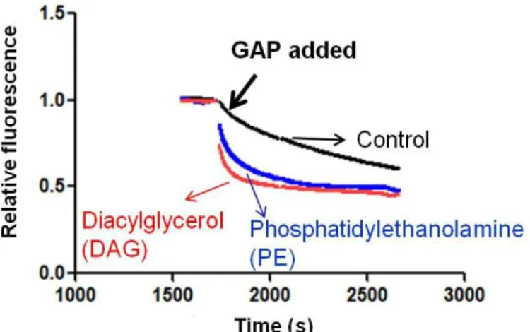 Figure  2.3.  Stimulation  of  ARFGAP1  activity  by  DAG  or  PE.  Time  course  of  [1–