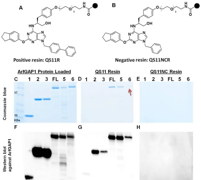 Figure 2.7. ARFGAP1 pull-down experiments with small molecule matrices. A and B. 